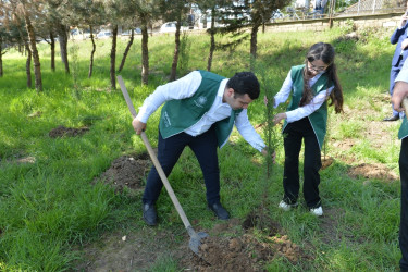 Lənkəranda “Sağlam və dayanıqlı şəhər naminə” adlı növbəti ağacəkmə aksiyası keçirilib