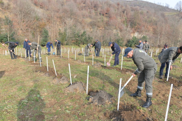 Lənkəranda “Yaşıl dünya naminə həmrəylik ili” çərçivəsində daha 3300 ədəd dəmirağacı əkilib