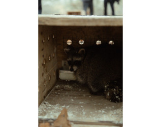 Heydər Əliyev Fondunun vitse-prezidenti, IDEA İctimai Birliyinin təsisçisi və rəhbəri Leyla Əliyeva, Bakı Media Mərkəzinin rəhbəri Arzu Əliyeva və Alena Əliyeva Lənkərana səfər çərçivəsində ekoloji aksiyalarda iştirak ediblər