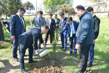 Lənkəranda “Sağlam və dayanıqlı şəhər naminə” adlı növbəti ağacəkmə aksiyası keçirilib