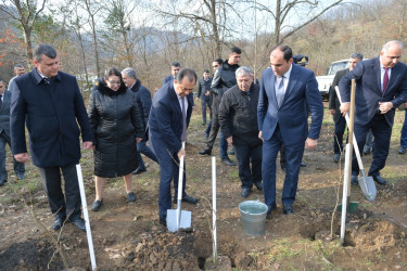 Lənkəranda “Yaşıl dünya naminə həmrəylik ili” çərçivəsində daha 3300 ədəd dəmirağacı əkilib