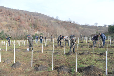 Lənkəranda “Yaşıl dünya naminə həmrəylik ili” çərçivəsində daha 3300 ədəd dəmirağacı əkilib