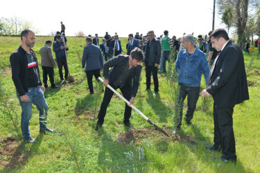 Lənkəranda “Sağlam və dayanıqlı şəhər naminə” adlı növbəti ağacəkmə aksiyası keçirilib