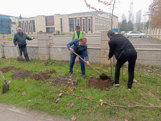 Lənkəranda ağacəkmə aksiyası davam etdirilir