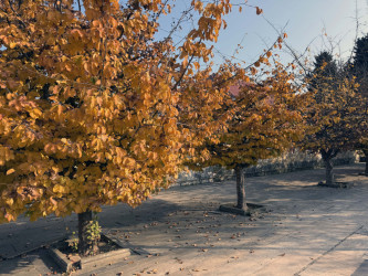 AZƏRTAC bölgə müxbirinin Lənkərandan çəkdiyi fotoları paylaşıb