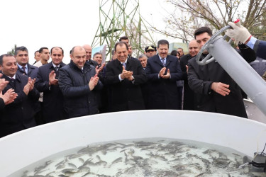 Lənkəranda "II Flaminqo Festivalı" keçirilib