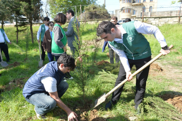 Lənkəranda “Sağlam və dayanıqlı şəhər naminə” adlı növbəti ağacəkmə aksiyası keçirilib
