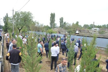 Lənkəranda “Anım Günü”ilə əlaqədar ağacəkmə aksiyası keçirilib