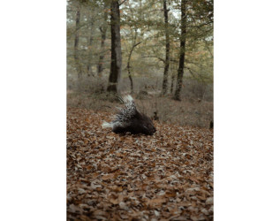 Heydər Əliyev Fondunun vitse-prezidenti, IDEA İctimai Birliyinin təsisçisi və rəhbəri Leyla Əliyeva, Bakı Media Mərkəzinin rəhbəri Arzu Əliyeva və Alena Əliyeva Lənkərana səfər çərçivəsində ekoloji aksiyalarda iştirak ediblər