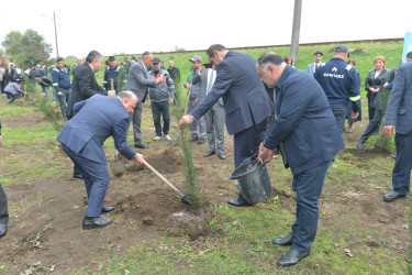 Lənkəranda ”Zəfər Günü”nün beşinci ildönümü ilə əlaqədar 2000 ağac əkilib