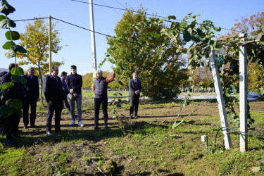 Taleh Qaraşov  Xarxatan kəndində yeni salınan meyvə bağı ilə tanış olub