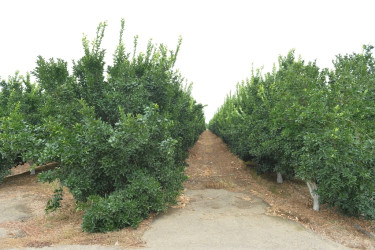 Lənkəranda Dövlət Proqramının icrası çərçivəsində görülən işlər və növbəti hədəflər nəzərdən keçirilib