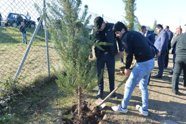 Lənkəranda oktyabrın 18-dən başlanan ağacəkmə aksiyasında  10550 ağac əkilib