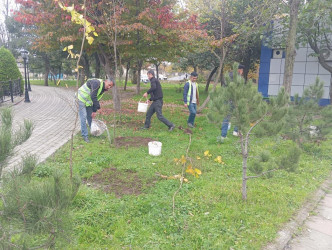 Lənkəranda ağacəkmə aksiyası davam etdirilir