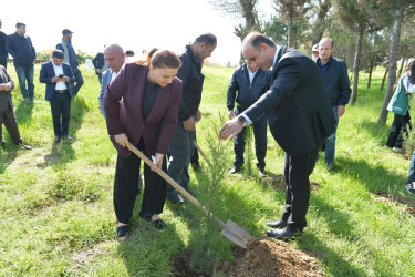 Lənkəranda “Sağlam və dayanıqlı şəhər naminə” adlı növbəti ağacəkmə aksiyası keçirilib