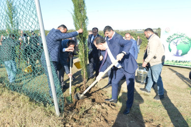 Lənkəranda oktyabrın 18-dən başlanan ağacəkmə aksiyasında  10550 ağac əkilib