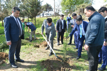 Lənkəranda “Sağlam və dayanıqlı şəhər naminə” adlı növbəti ağacəkmə aksiyası keçirilib