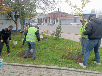 Lənkəranda ağacəkmə aksiyası davam etdirilir