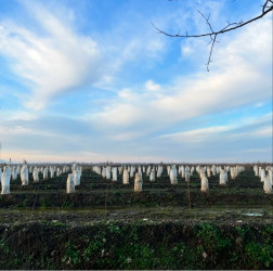 Aqrar Sığorta Fondu tərəfindən lənkəranlı sahibkara dəyən zərər üzrə 27 min manat ödəniş edilib