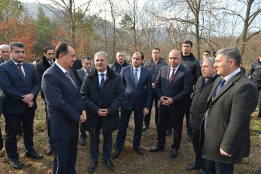 Lənkəranda “Yaşıl dünya naminə həmrəylik ili” çərçivəsində daha 3300 ədəd dəmirağacı əkilib