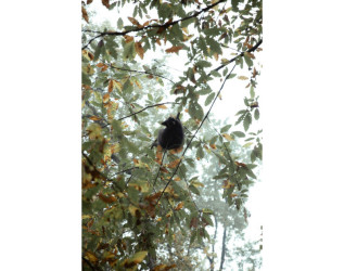 Heydər Əliyev Fondunun vitse-prezidenti, IDEA İctimai Birliyinin təsisçisi və rəhbəri Leyla Əliyeva, Bakı Media Mərkəzinin rəhbəri Arzu Əliyeva və Alena Əliyeva Lənkərana səfər çərçivəsində ekoloji aksiyalarda iştirak ediblər