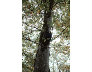 Heydər Əliyev Fondunun vitse-prezidenti, IDEA İctimai Birliyinin təsisçisi və rəhbəri Leyla Əliyeva, Bakı Media Mərkəzinin rəhbəri Arzu Əliyeva və Alena Əliyeva Lənkərana səfər çərçivəsində ekoloji aksiyalarda iştirak ediblər