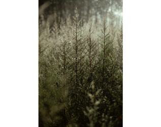 Heydər Əliyev Fondunun vitse-prezidenti, IDEA İctimai Birliyinin təsisçisi və rəhbəri Leyla Əliyeva, Bakı Media Mərkəzinin rəhbəri Arzu Əliyeva və Alena Əliyeva Lənkərana səfər çərçivəsində ekoloji aksiyalarda iştirak ediblər