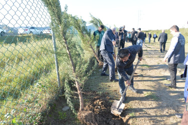 Lənkəranda oktyabrın 18-dən başlanan ağacəkmə aksiyasında  10550 ağac əkilib