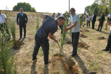 Lənkəranda 27 Sentyabr – Anım Günü ilə bağlı ağacəkmə aksiyası keçirilib
