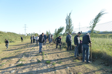 Lənkəranda oktyabrın 18-dən başlanan ağacəkmə aksiyasında  10550 ağac əkilib