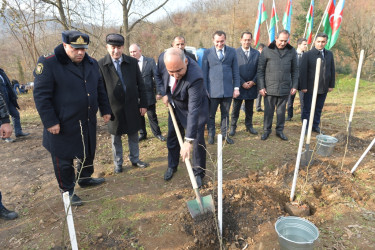 Lənkəranda “Yaşıl dünya naminə həmrəylik ili” çərçivəsində daha 3300 ədəd dəmirağacı əkilib