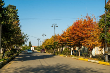 Lənkəranın payızında dəmir ağacının əsrarəngiz gözəlliyi