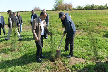 Lənkəranda “Sağlam və dayanıqlı şəhər naminə” adlı növbəti ağacəkmə aksiyası keçirilib