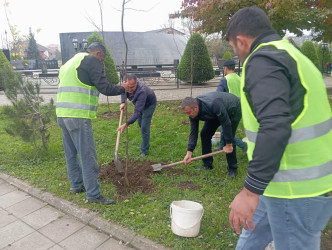 Lənkəranda ağacəkmə aksiyası davam etdirilir