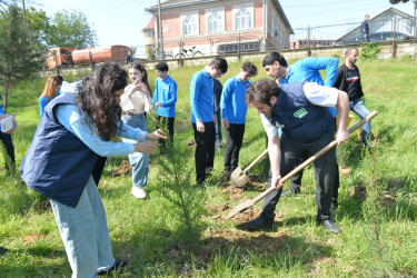 Lənkəranda “Sağlam və dayanıqlı şəhər naminə” adlı növbəti ağacəkmə aksiyası keçirilib
